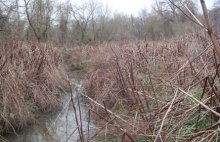 Reeds cover large portions of the wetlands. These areas will be restored through proposed methods such as changing the water flow and using chemical control.