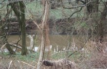 Steep-sloped eroding banks along Moore’s Run. As part of the proposed remedial and restoration actions, banks will be stabilized and vegetated to limit erosion and increase the natural stream function.