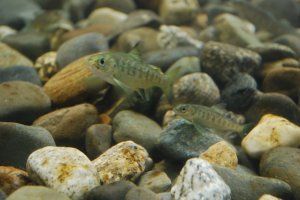 Atlantic salmon parr in the Machias River, Maine.