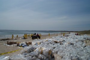 Cleanup workers collect oiled debris from sand beach, South Dartmouth, MA.