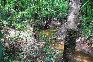 Freshwater creek running through the bottomland hardwood habitat of Simmons Tract.
