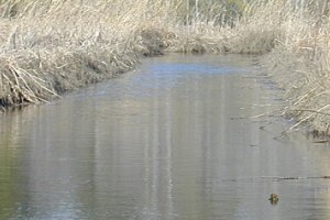 Looking north into the marsh and uplands.