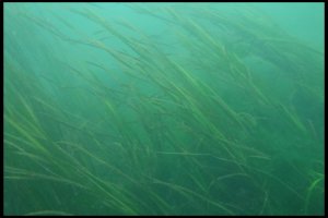 eelgrass is show floating in water