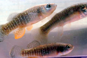 Three small fish in a tank,