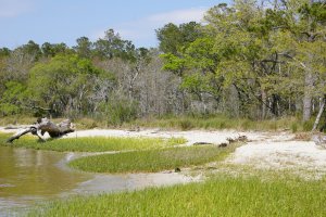 Wetlands and beach at Carolina Beach State Park, NC.