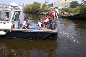 Fish community survey on Newtown Creek. 
