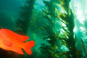 Kelp forests like this one of of Catalina Island provide shelter and food for fish and invertebrate species.