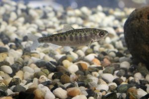Juvenile Chinook salmon. Image: USFWS