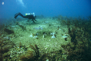 Underwater view of damaged and dead corals. 