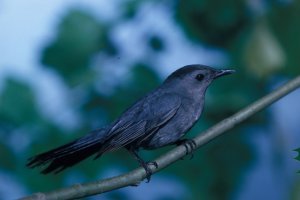 A side view of a catbird perched on a tree branch with a blurry background of tree leaves and sky.